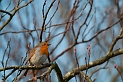 Robin - B